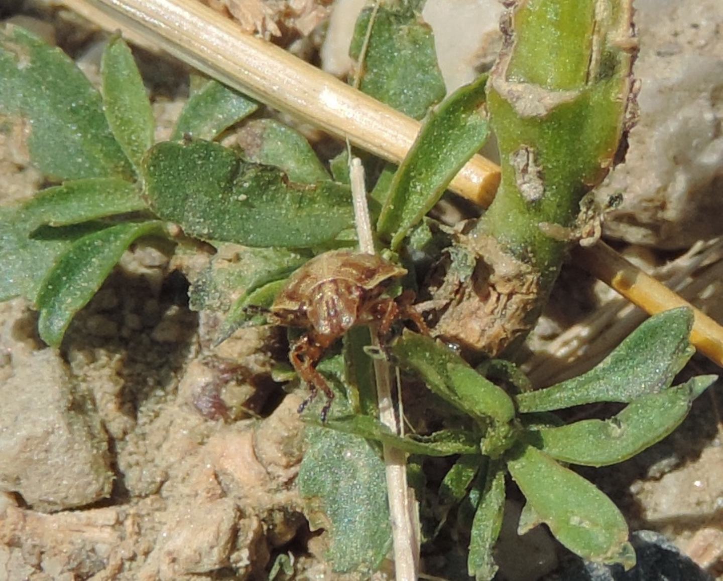 Pentatomidae: Eysarcoris sp.?  Forse...