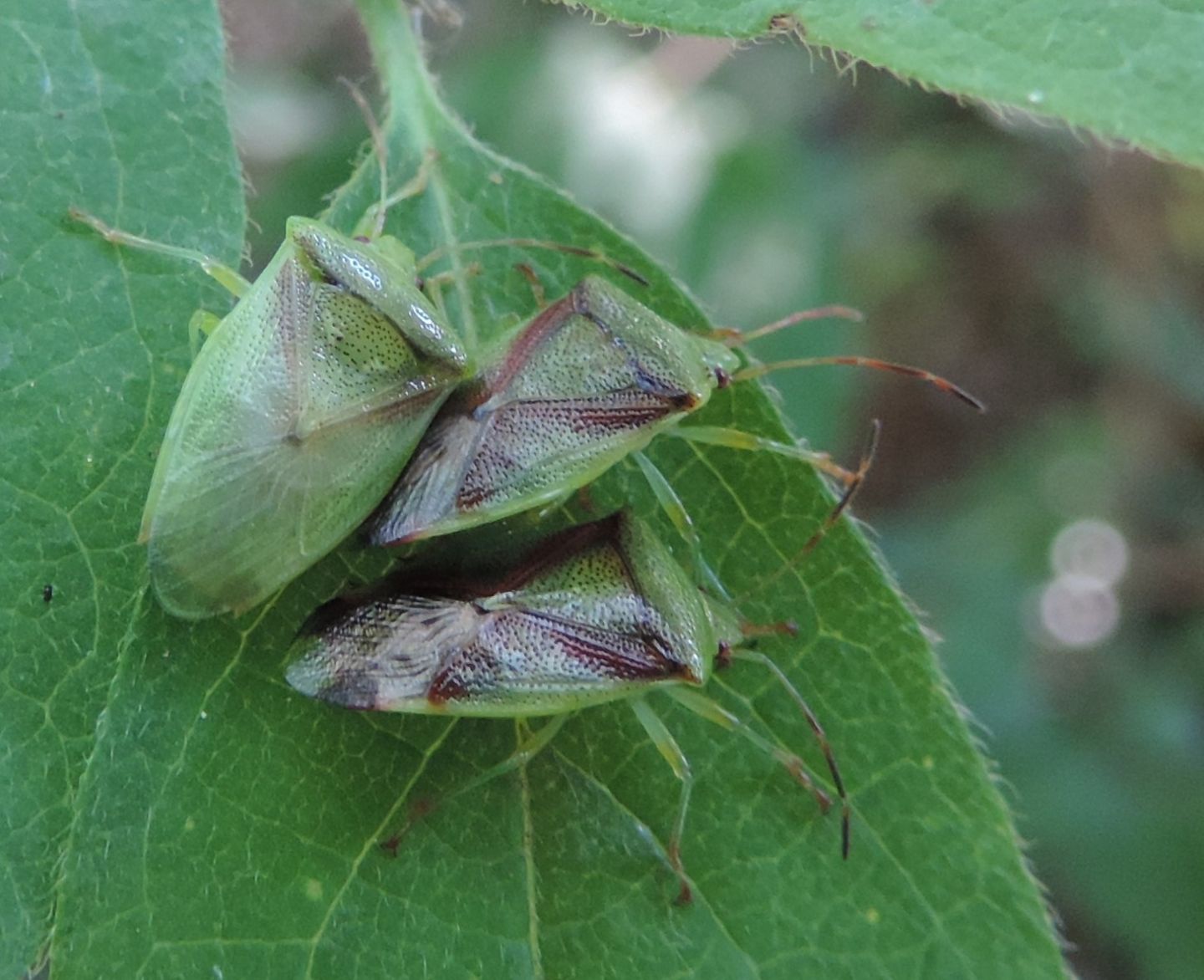 Acanthosomatidae: Elasmostethus minor? S