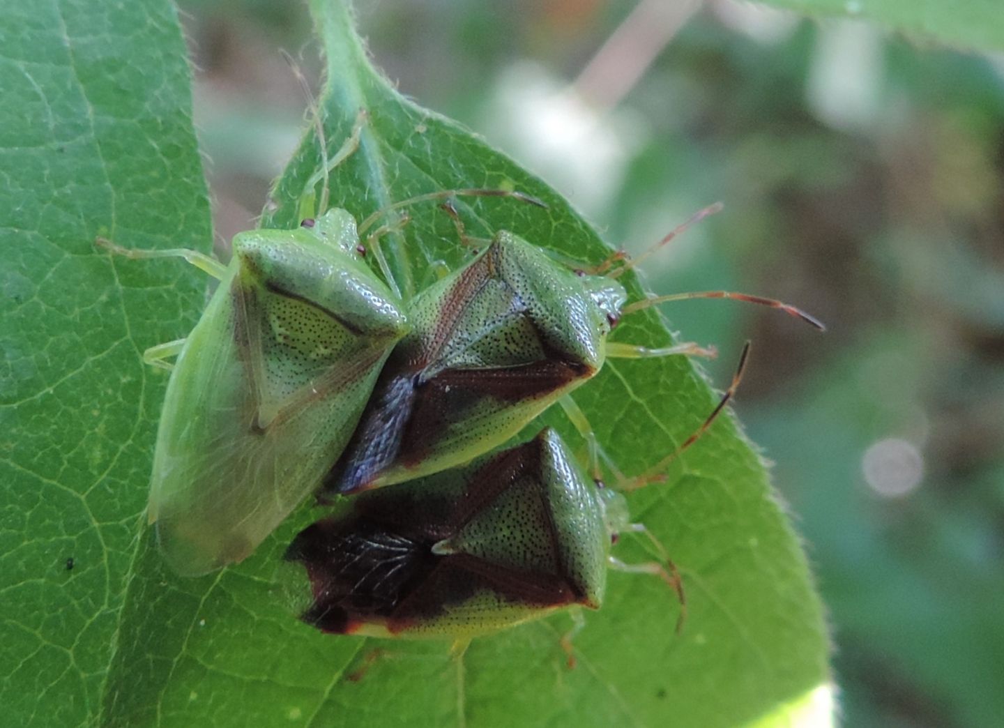 Acanthosomatidae: Elasmostethus minor? S