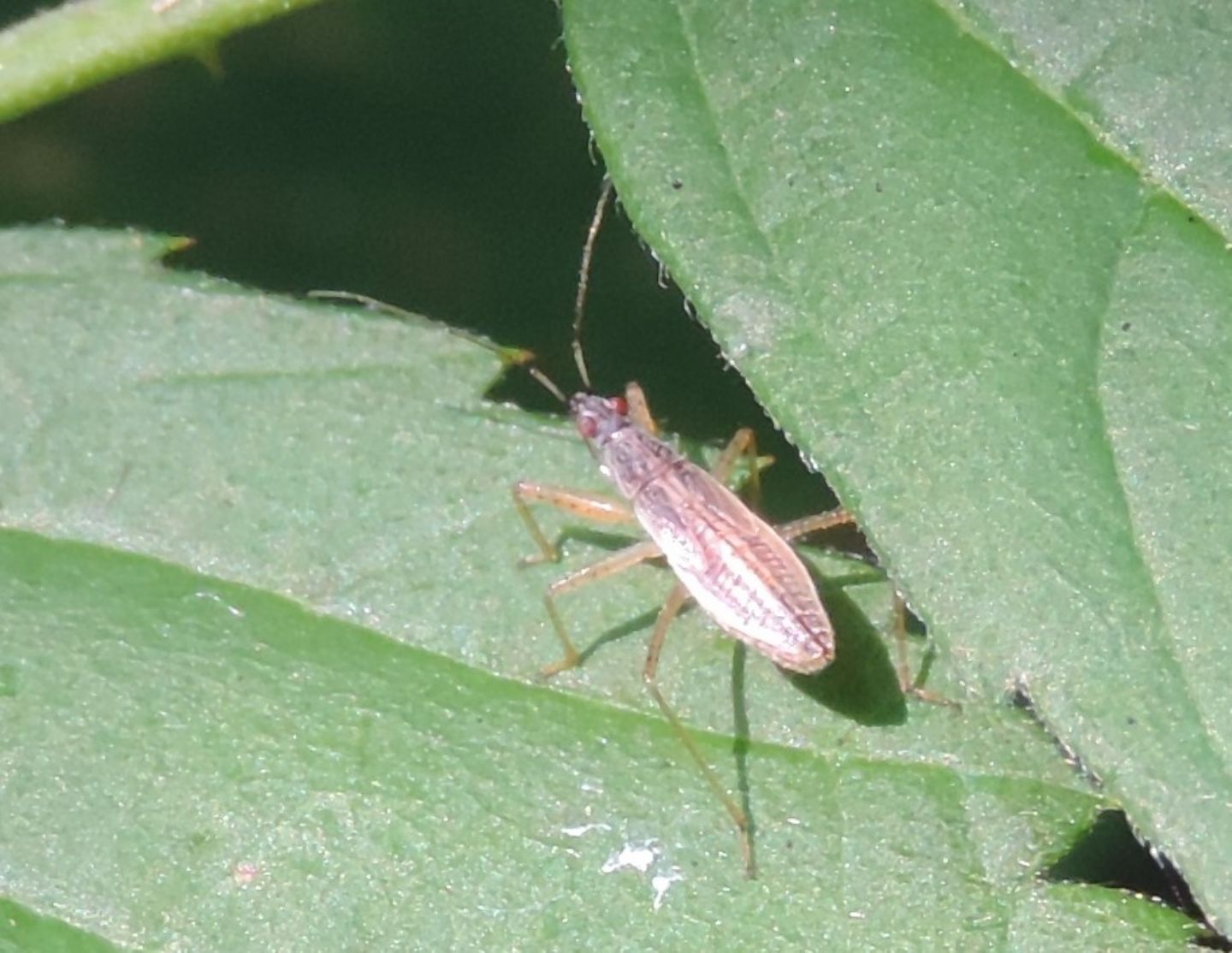 Miridae?  No, Nabidae: Ninfa di Nabis sp.