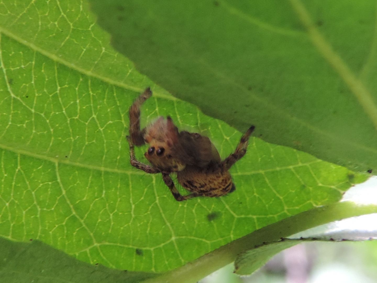 Carrhotus xanthogramma?  S� -  Grange di Nole (TO)