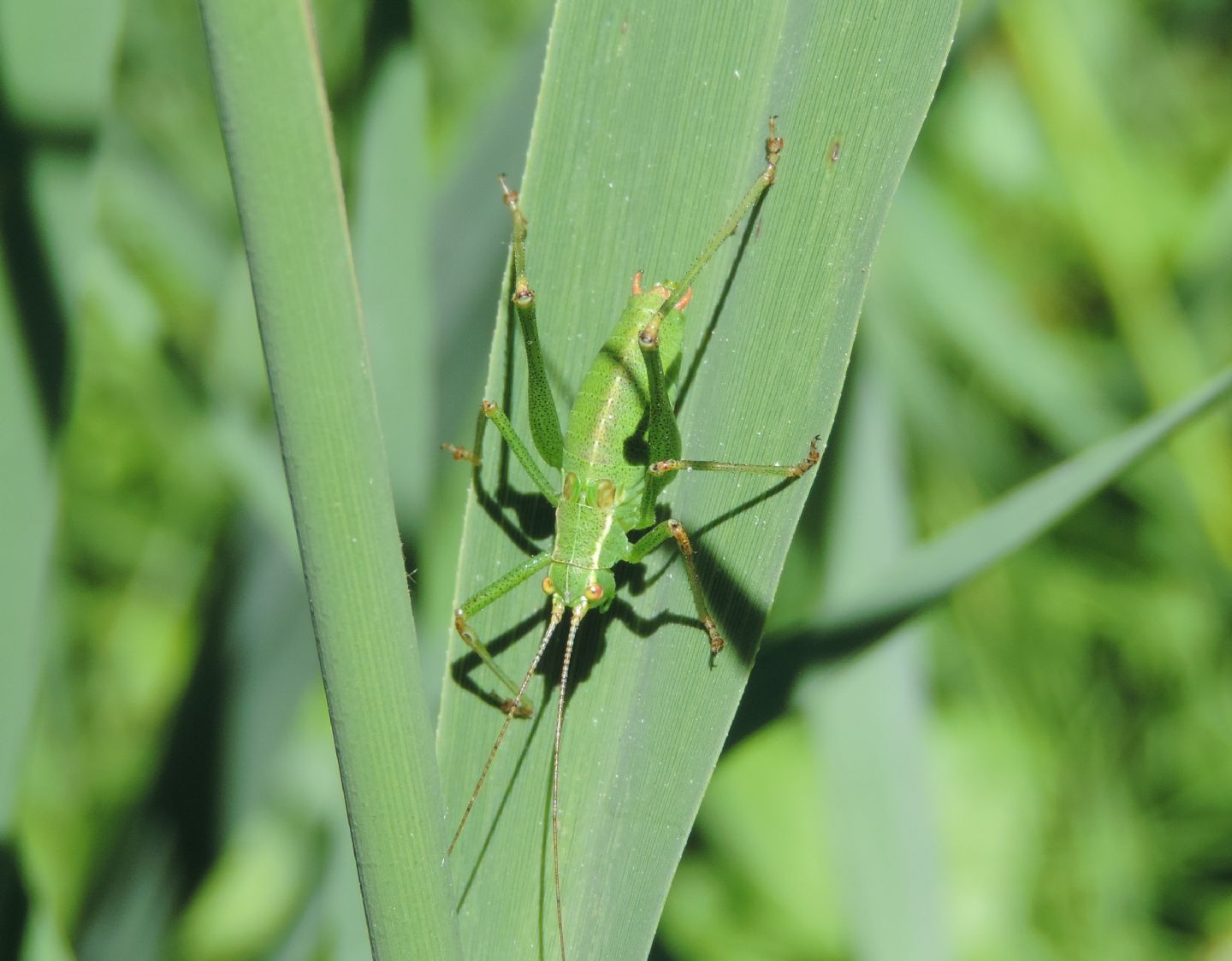 Leptophyes punctatissima?   Leptophyes laticauda