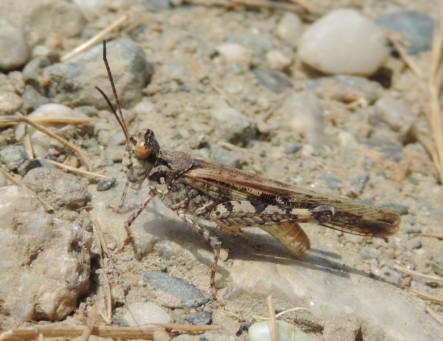 Acrotylus patruelis?  Sì