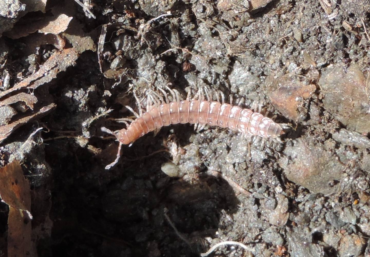 Polydesmidae?  S, cfr. Polydesmus  sp.