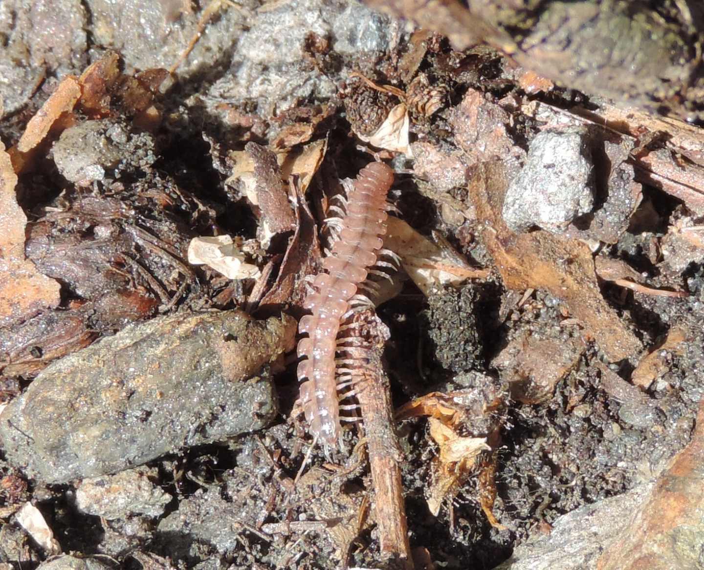 Polydesmidae?  S, cfr. Polydesmus  sp.