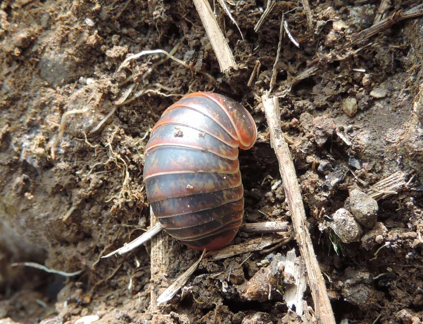 Glomeris del biellese: Glomeris cfr. oropensis