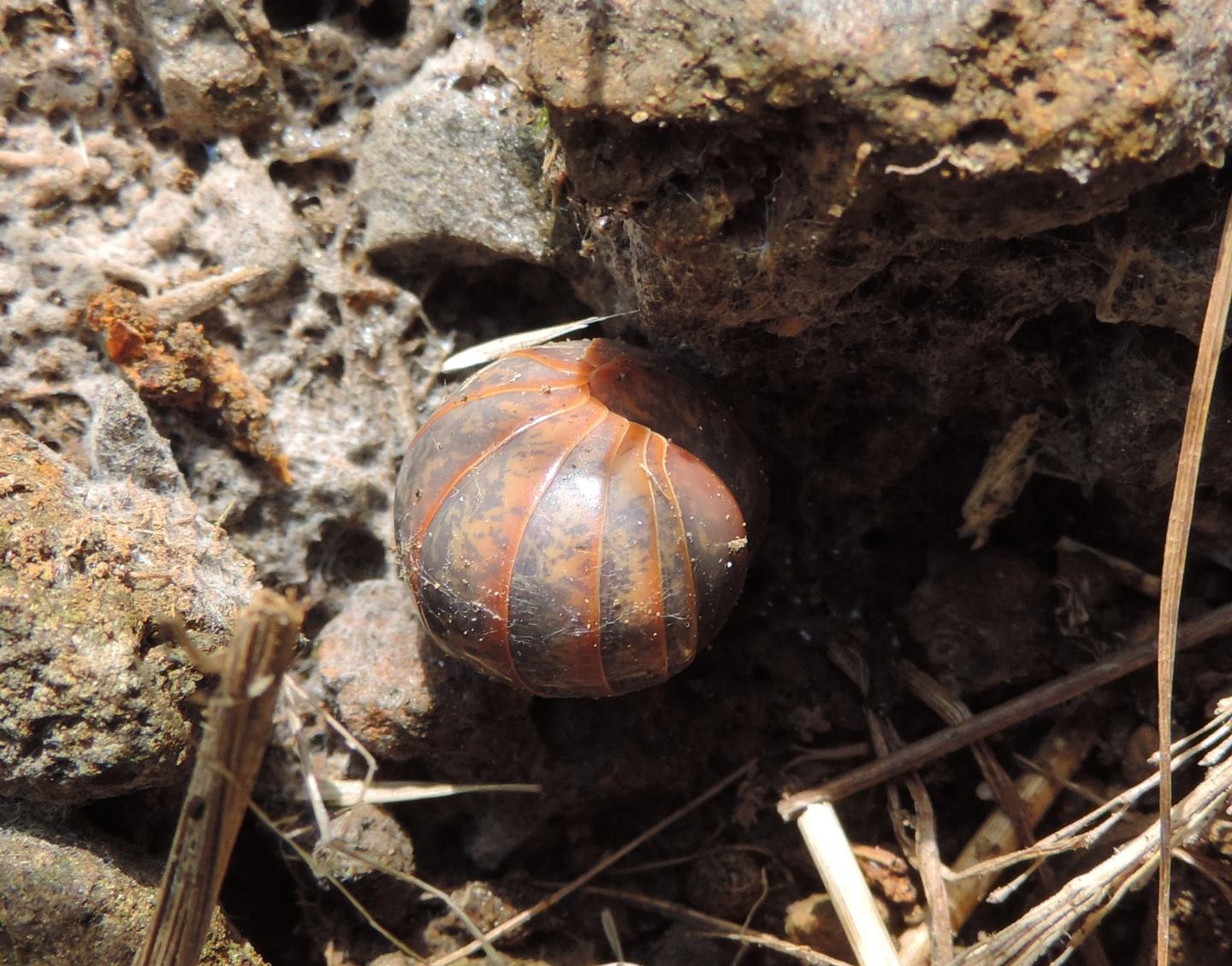 Glomeris del biellese: Glomeris cfr. oropensis