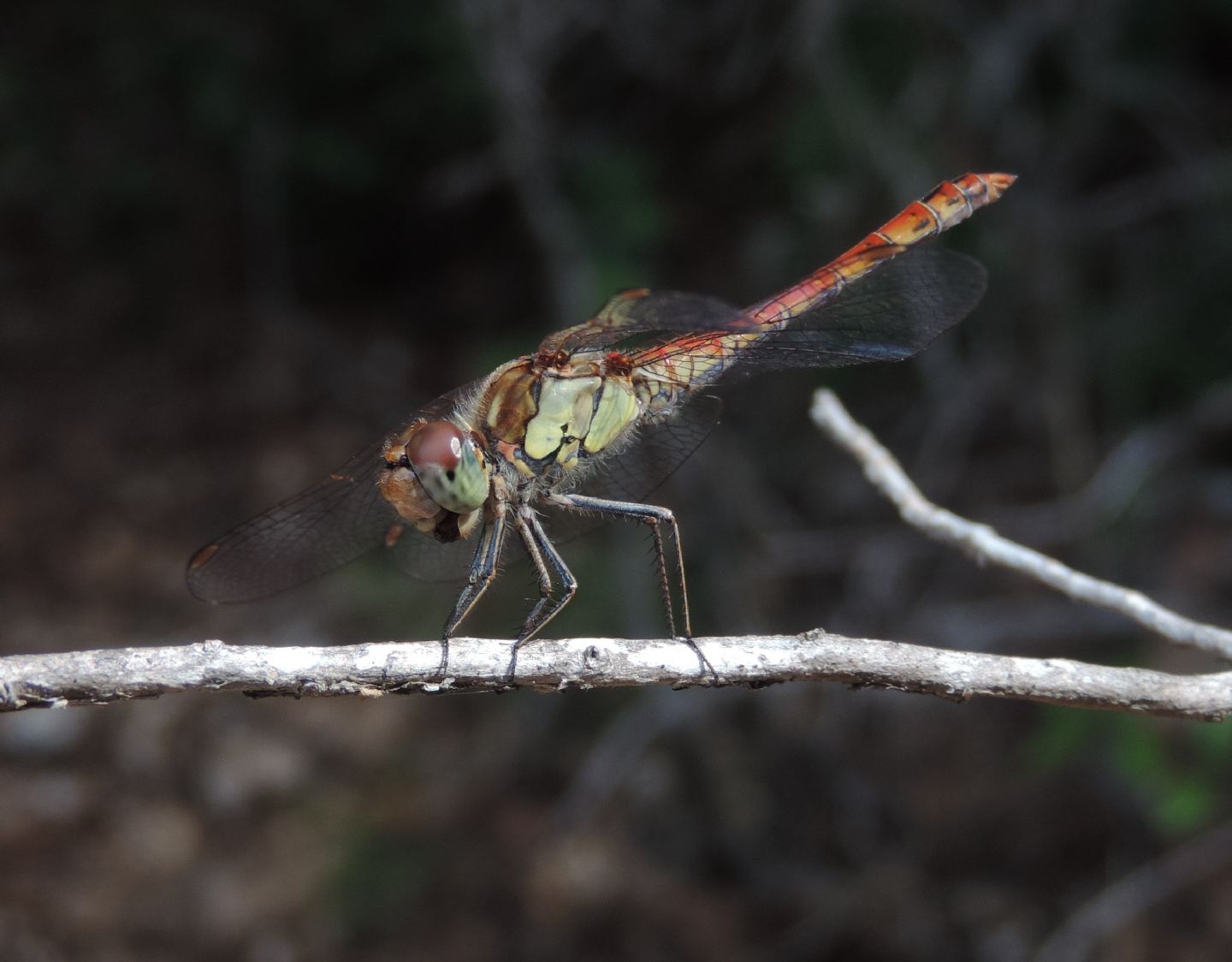 Sympetrum striolatum immaturo?