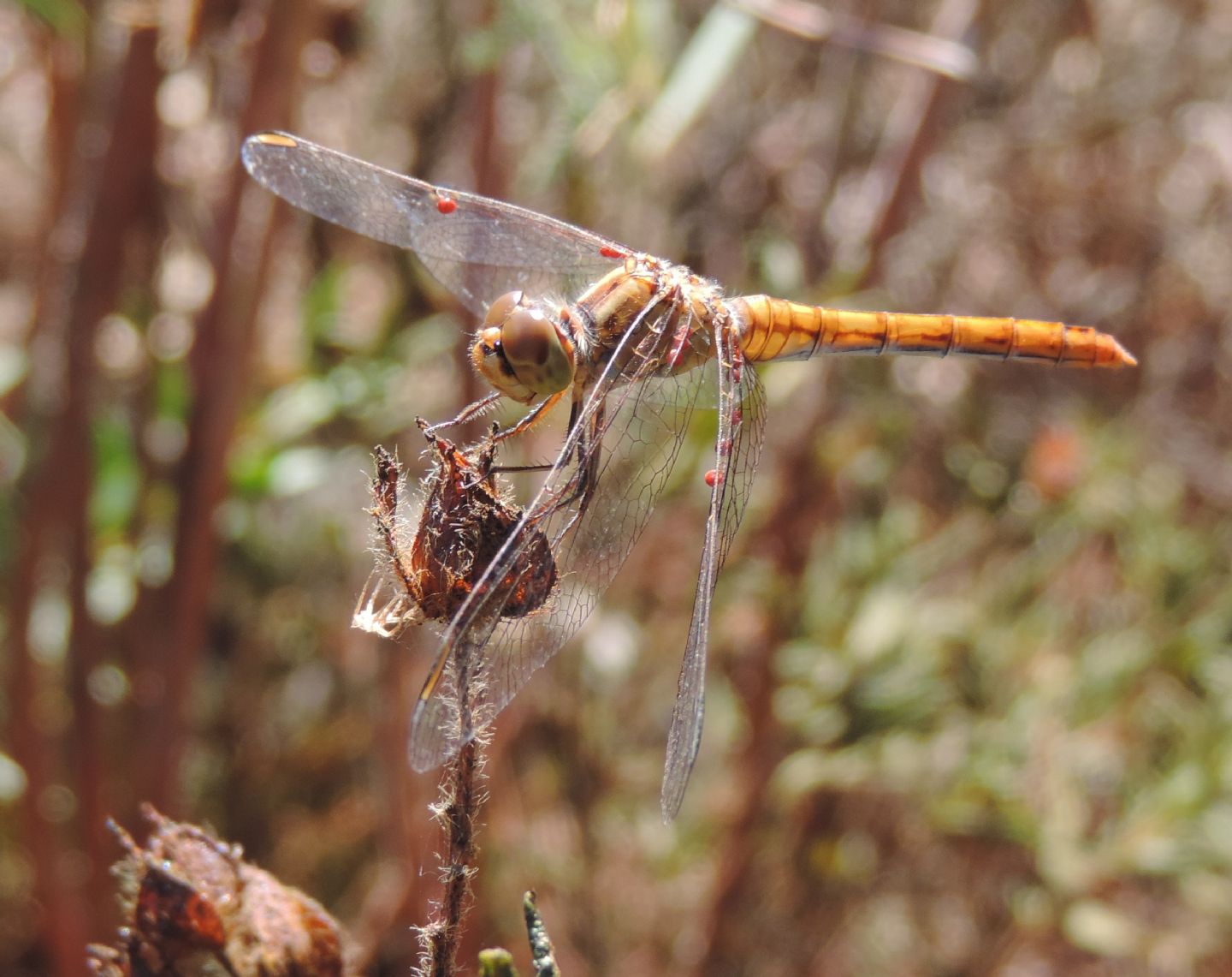 Sympetrum meridionale, femmina