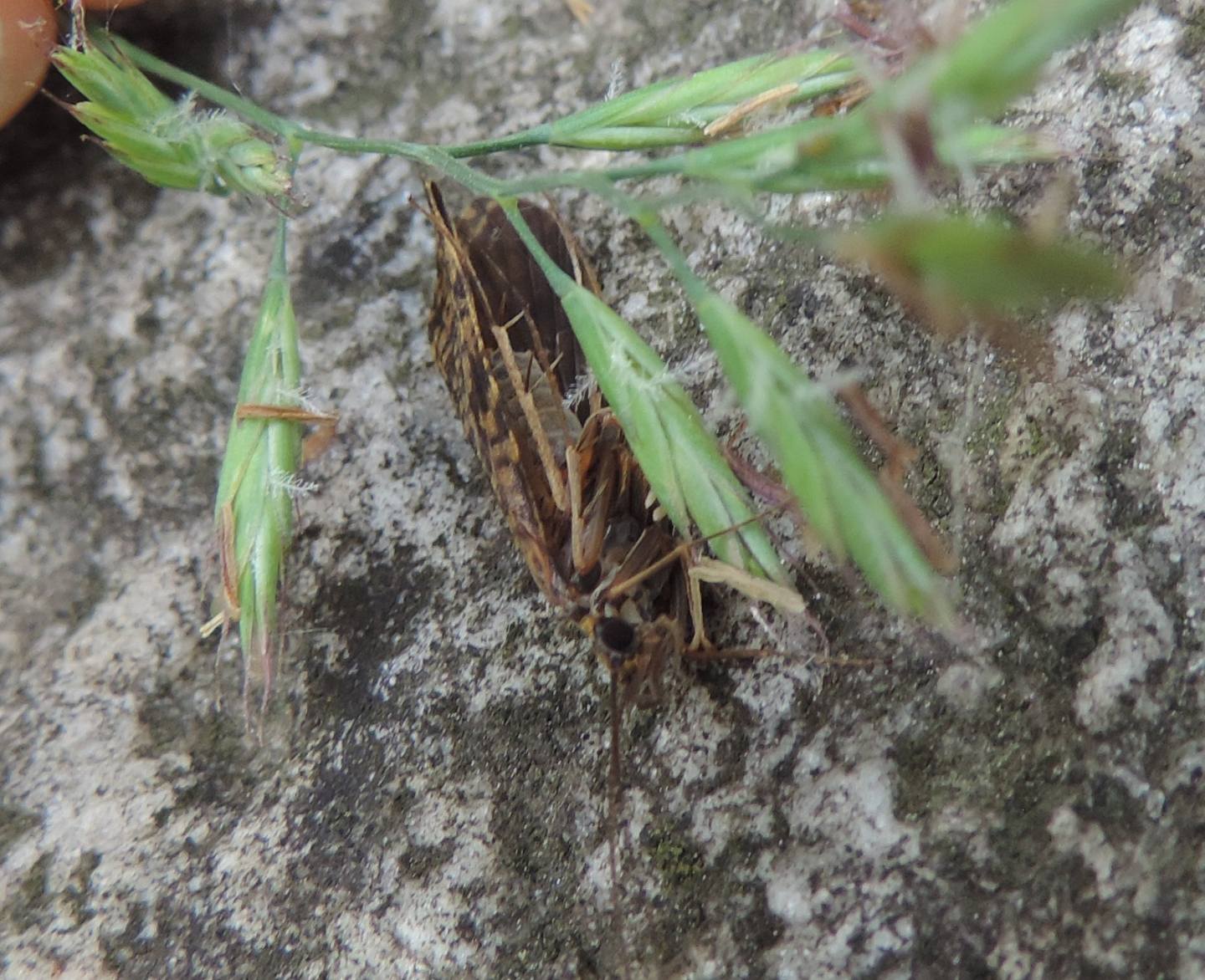 Philopotamus ludificatus?