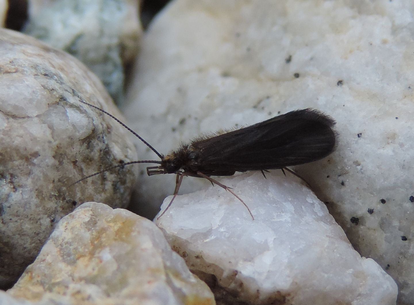 Tricottero da identificare - Wormaldia sp.