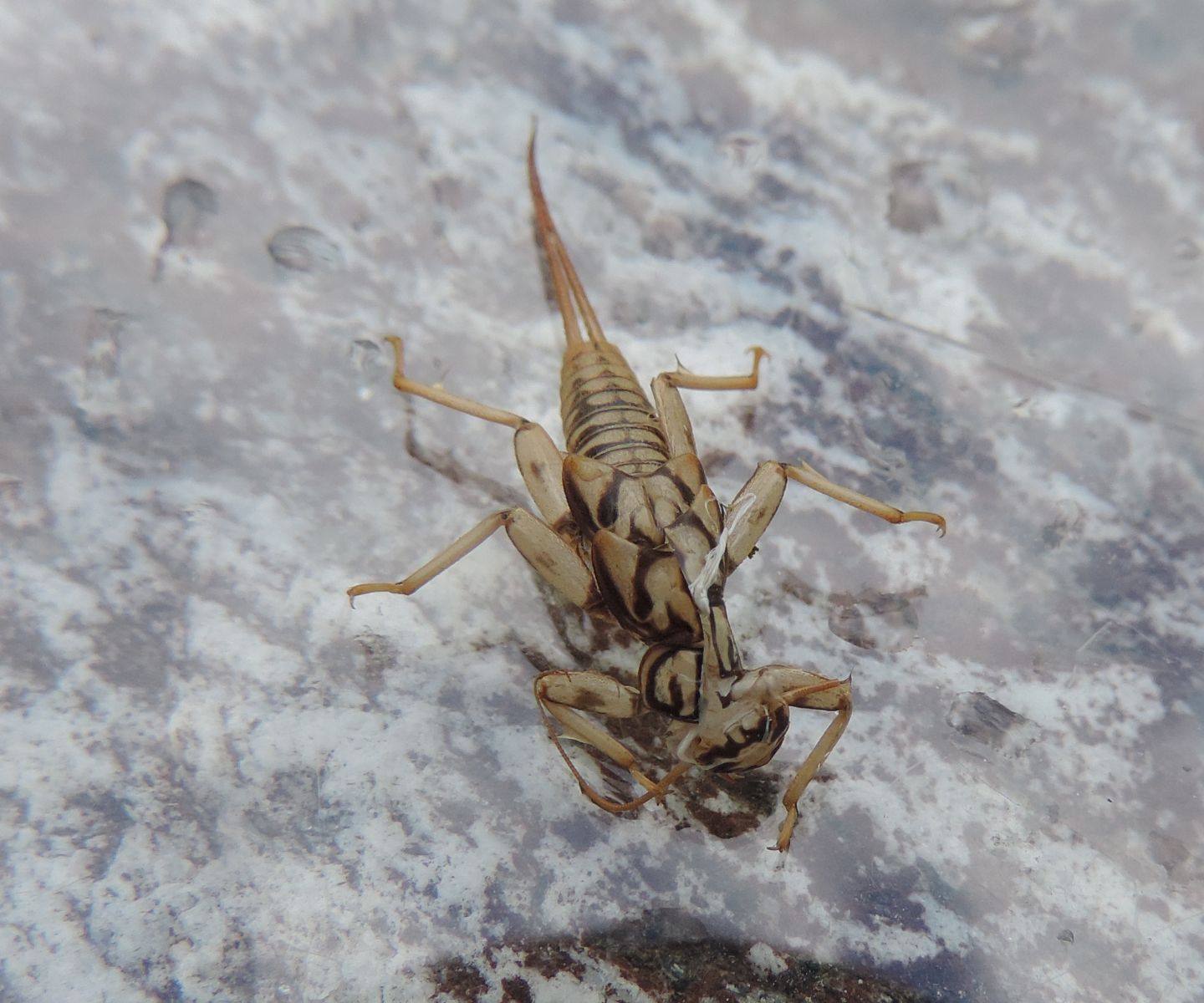 exuvia da identificare - Perla marginata