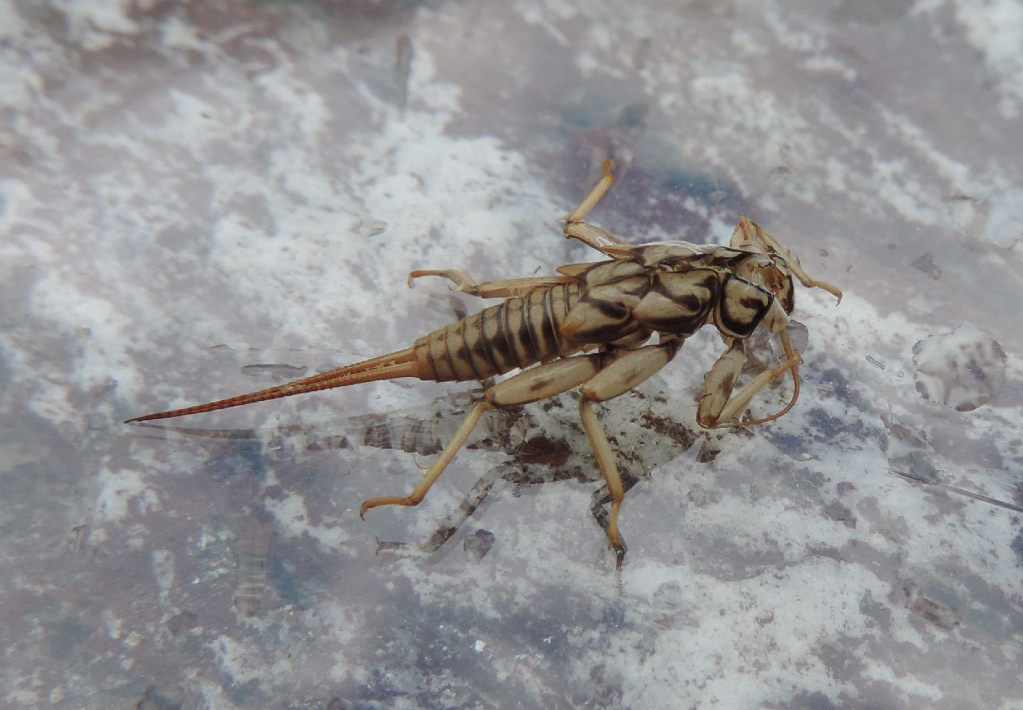 exuvia da identificare - Perla marginata