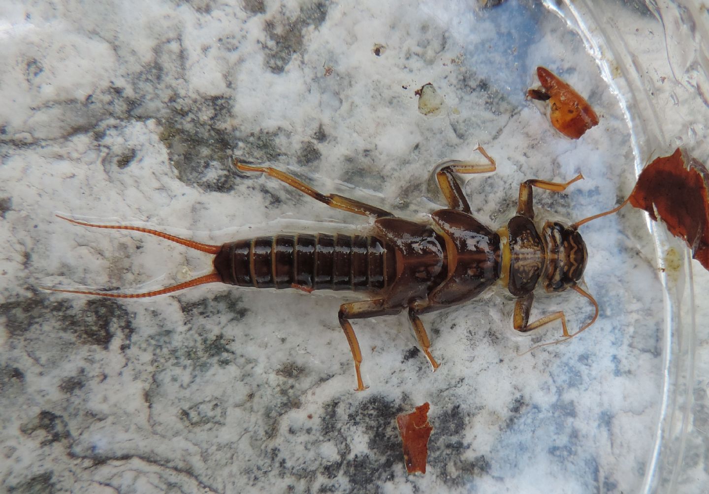 Dinocras cephalotes? - Dinocras ferreri