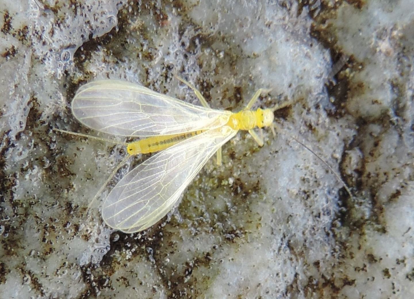 Plecottero giallo da identificare - Siphonoperla sp.