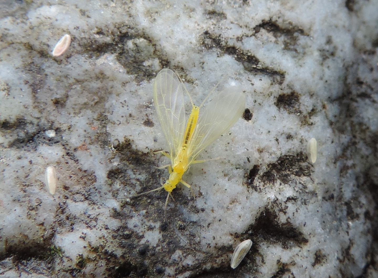 Plecottero giallo da identificare - Siphonoperla sp.