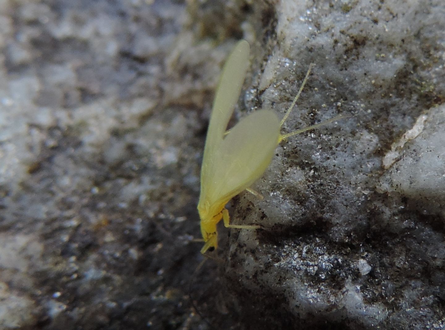 Plecottero giallo da identificare - Siphonoperla sp.