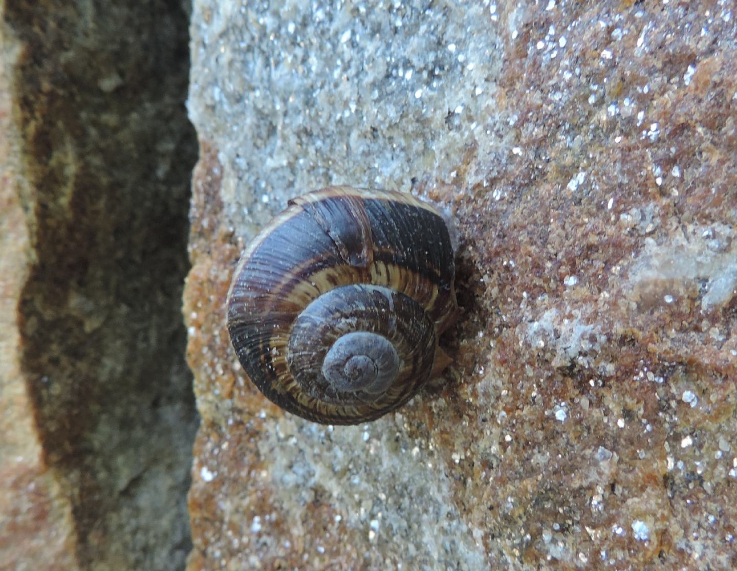 Cornu aspersum?