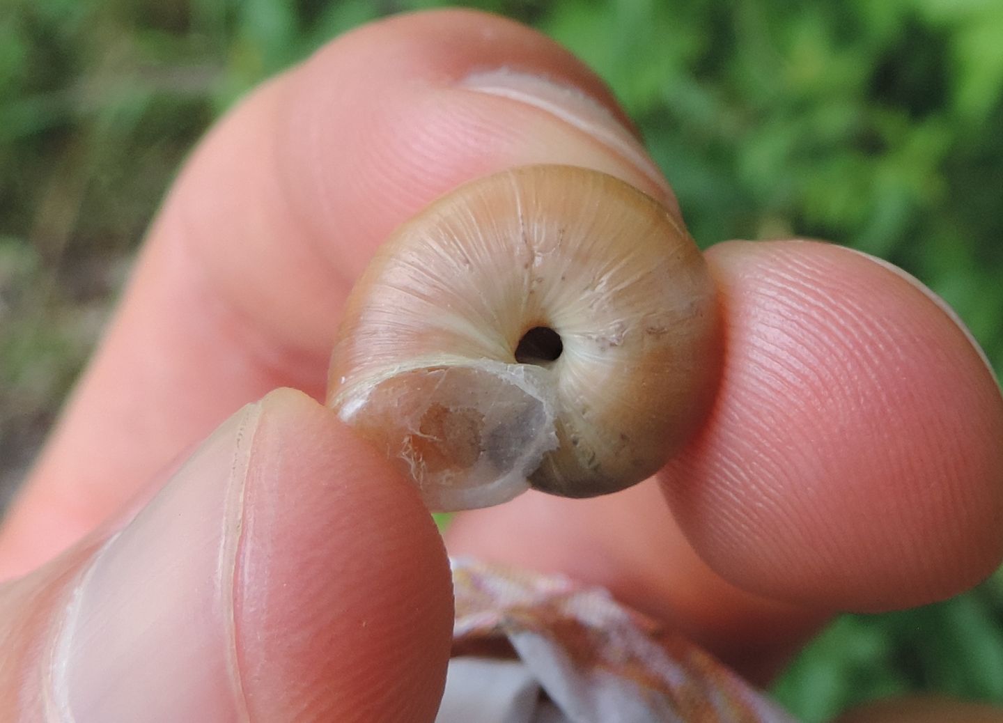 Chiocciola pavese da identificare