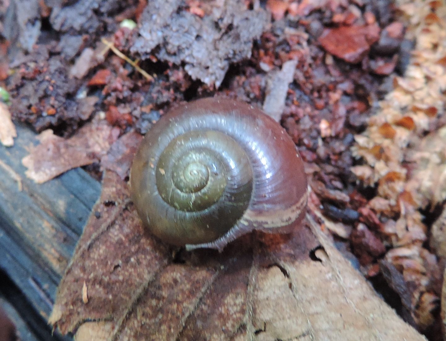 Chiocciola pavese da identificare