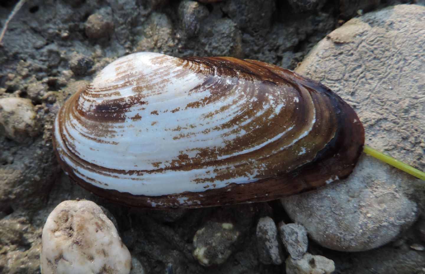 Unionidae da identificare