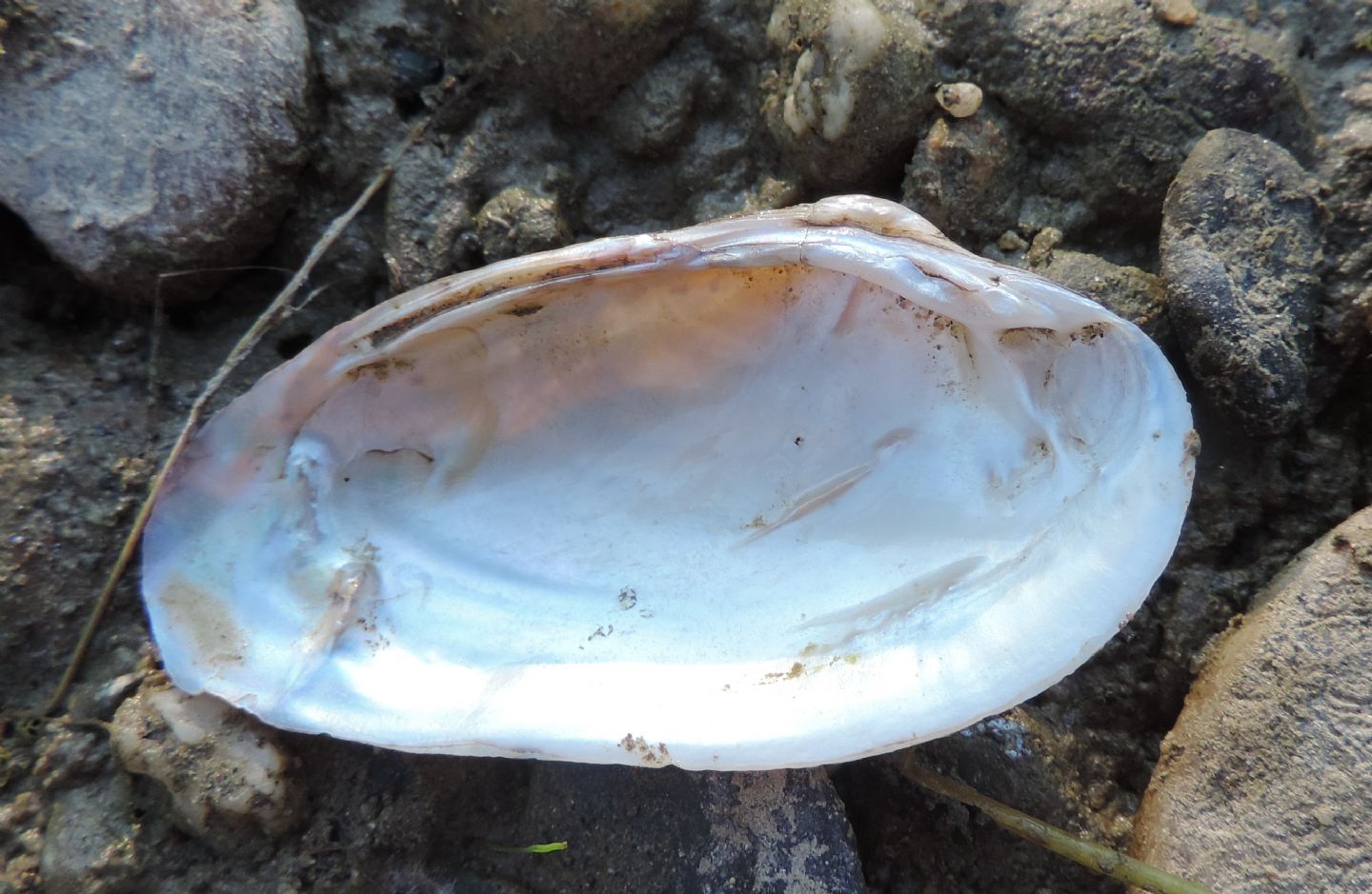 Unionidae da identificare