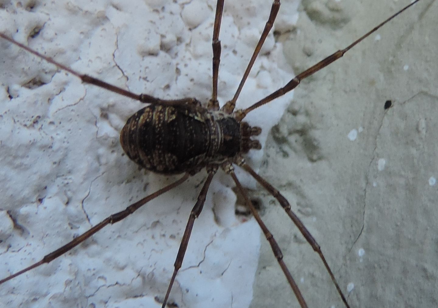 Mitopus cfr morio - Phalangiidae