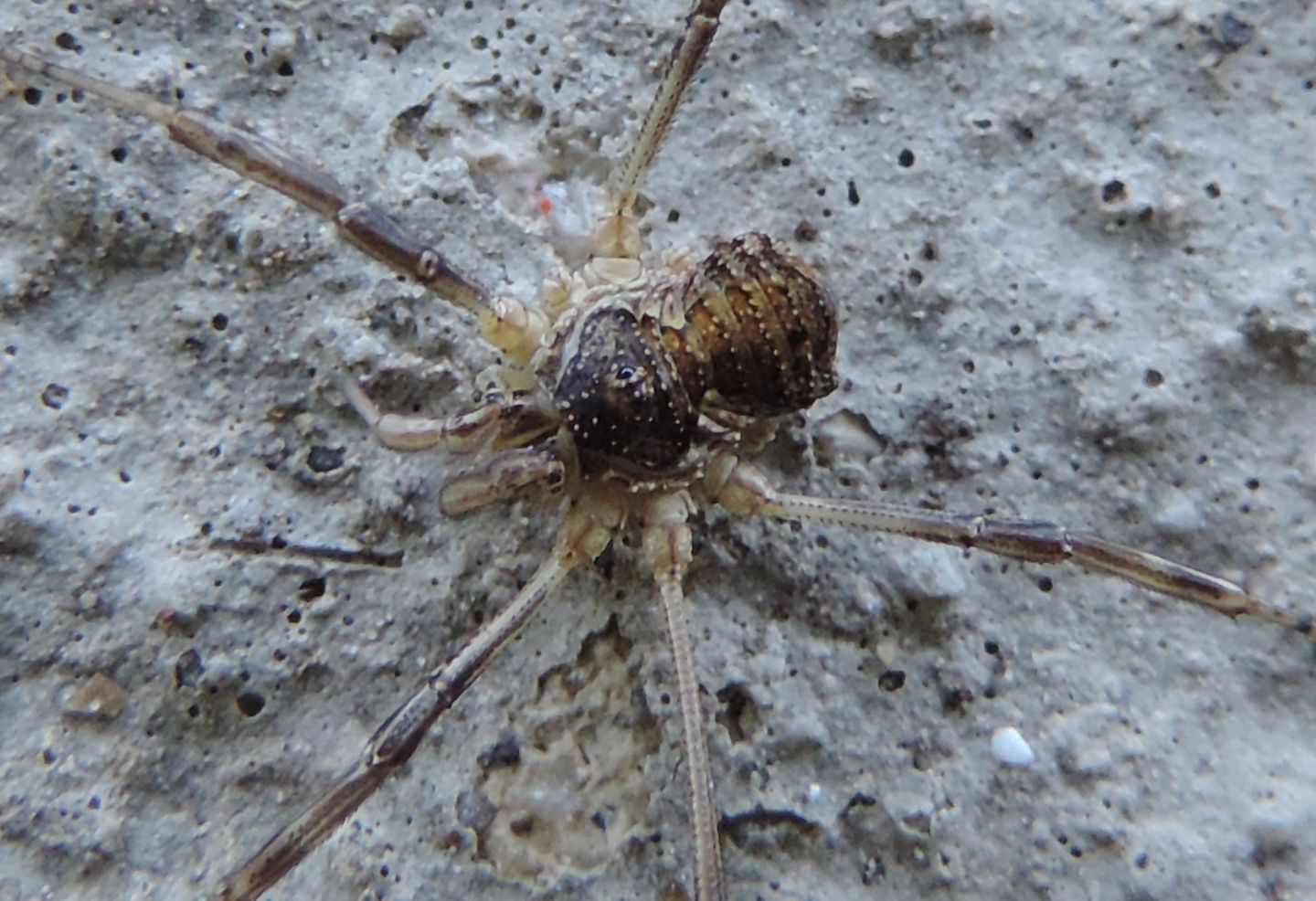 Dasylobus sp. - Phalangiidae