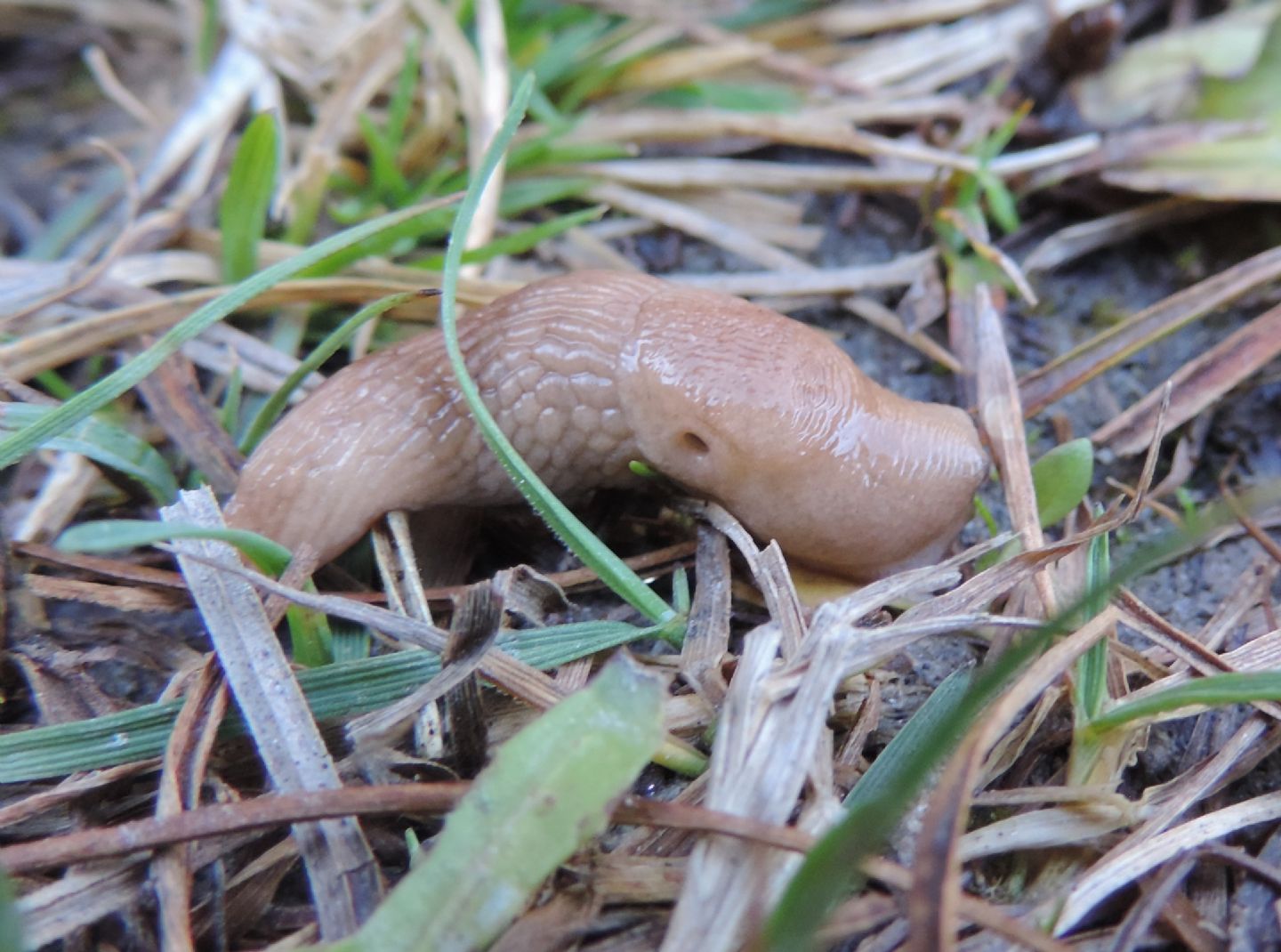 Limacidae da identificare