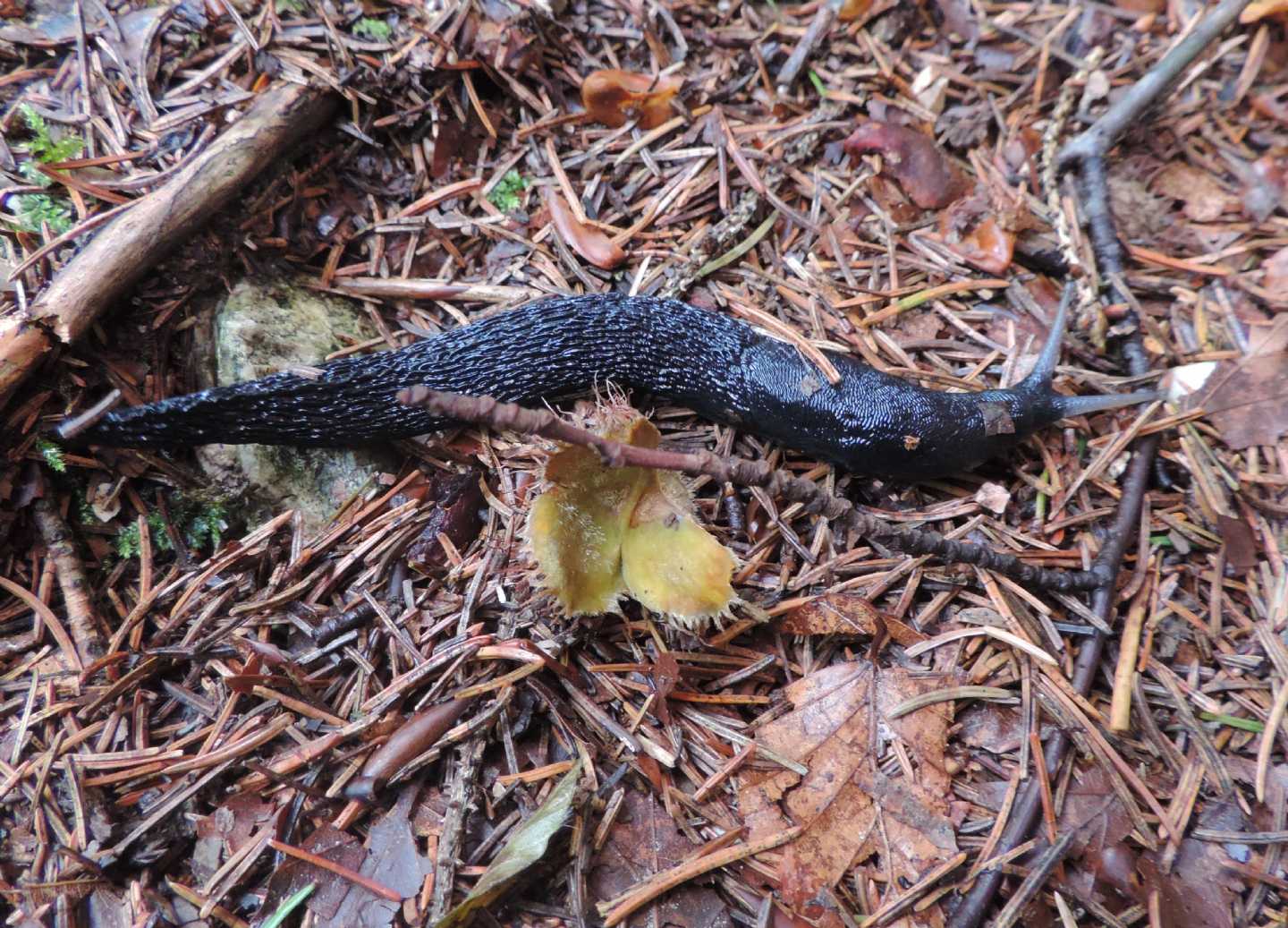 Limax cinereoniger?