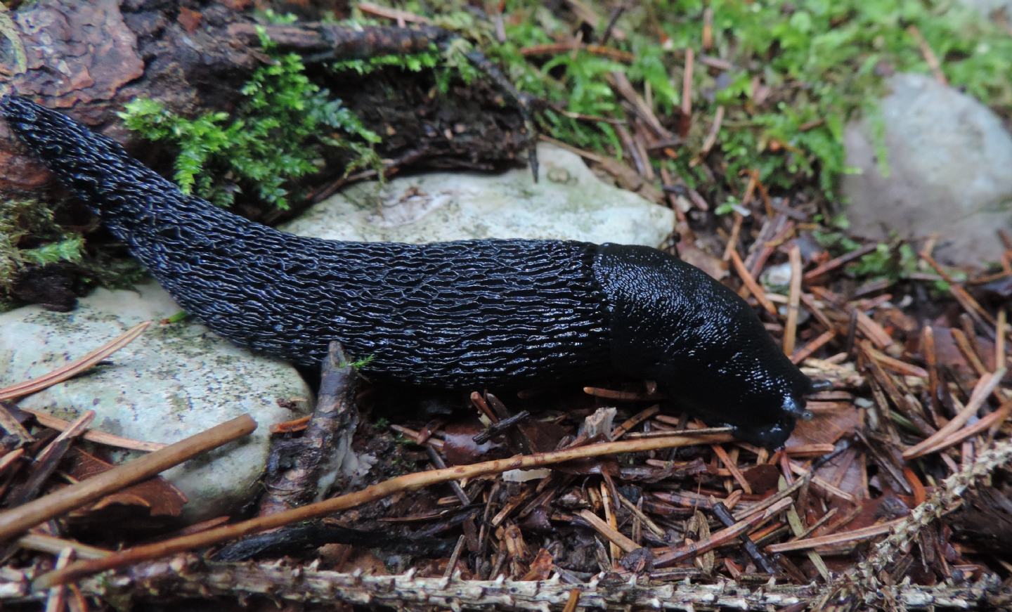 Limax cinereoniger?