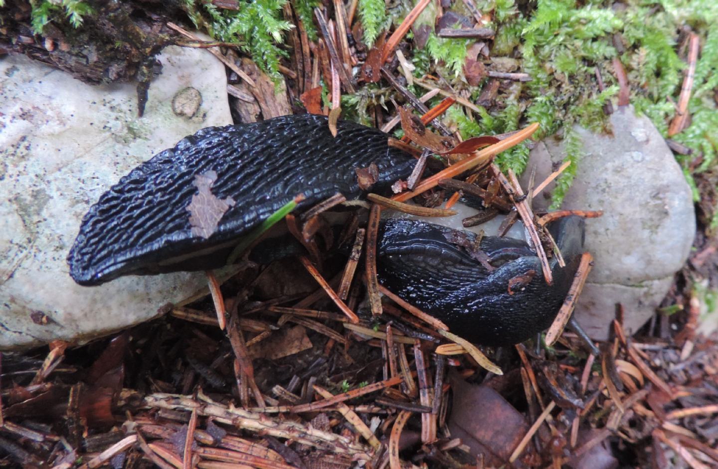 Limax cinereoniger?