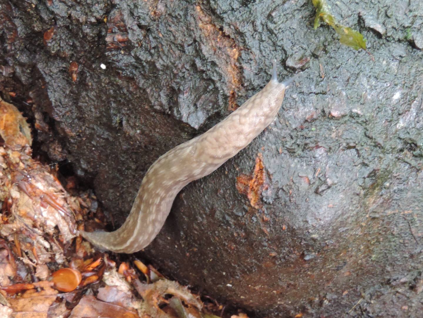 Limax aldrovandi?