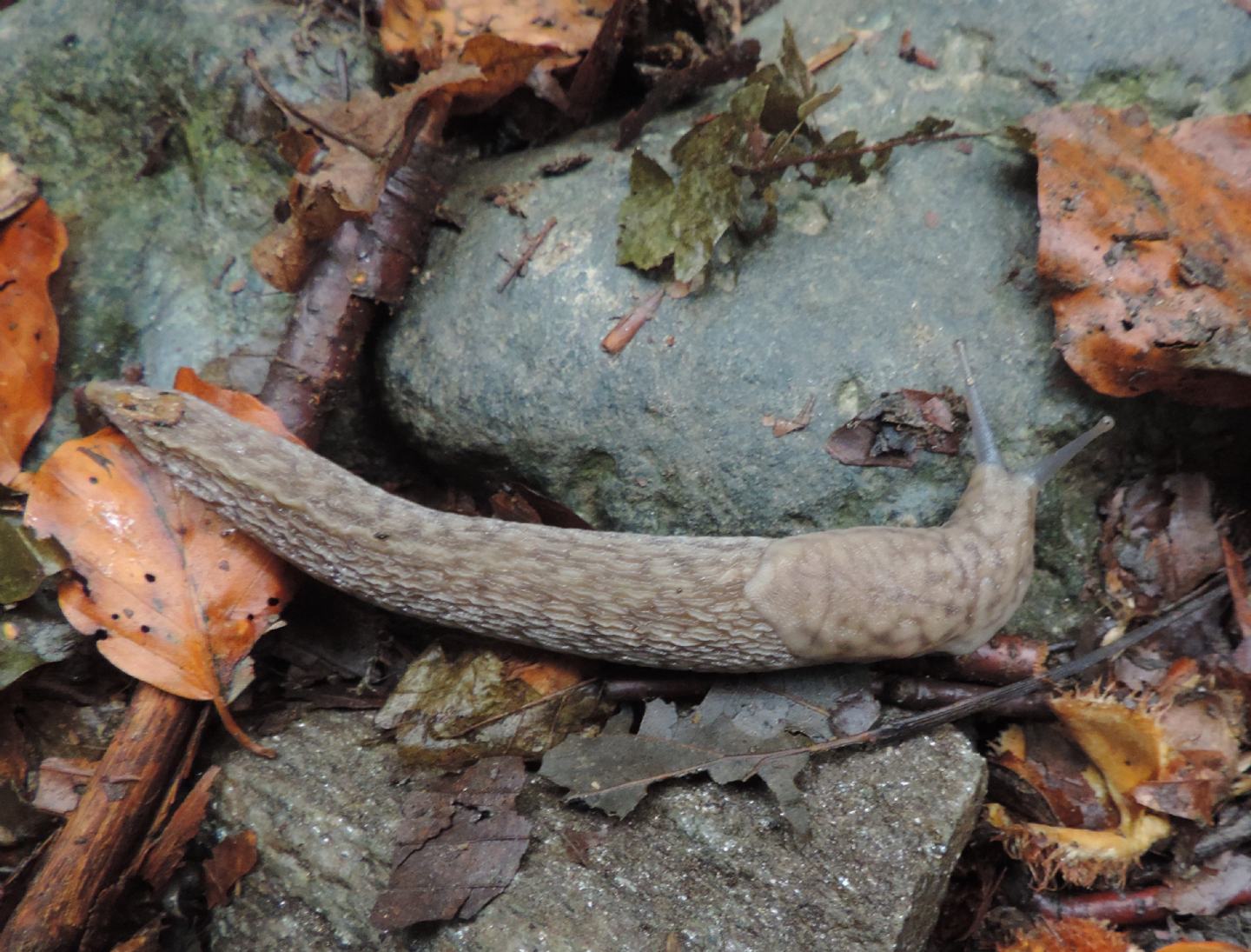 Limax aldrovandi?