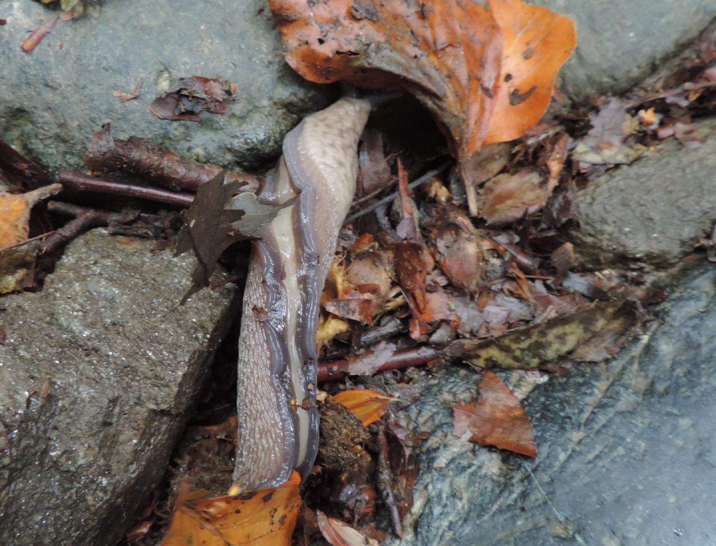 Limax aldrovandi?