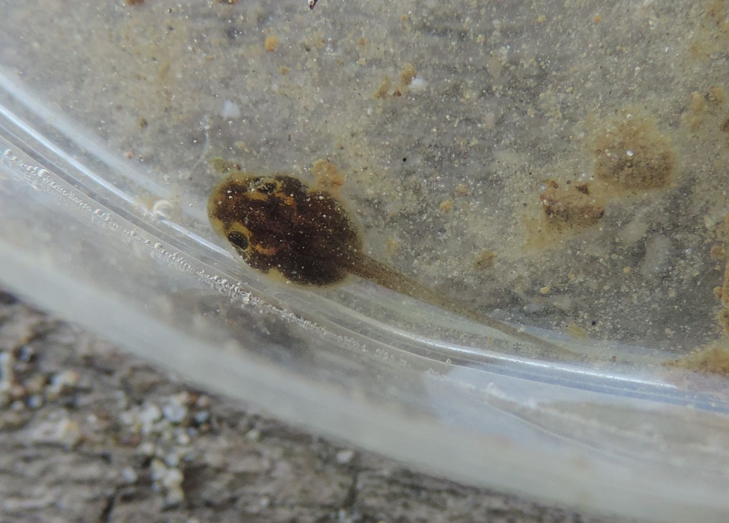 girino di Pelophylax?