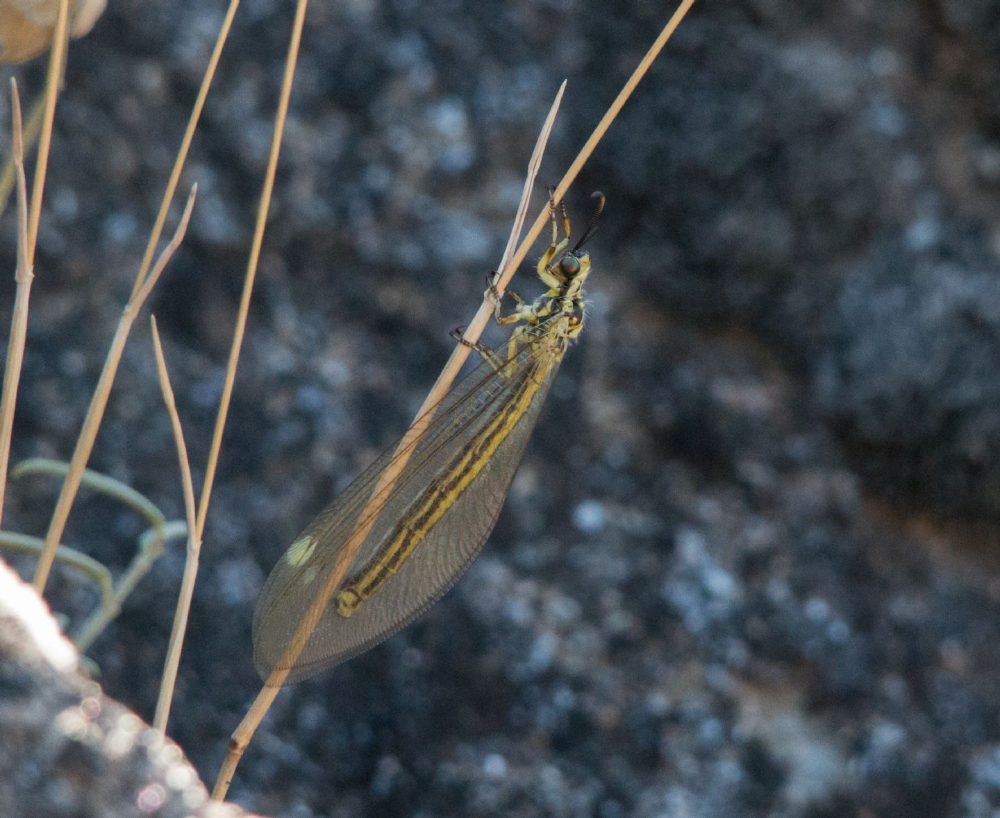 Myrmecaelurus trigrammus? S, femmina