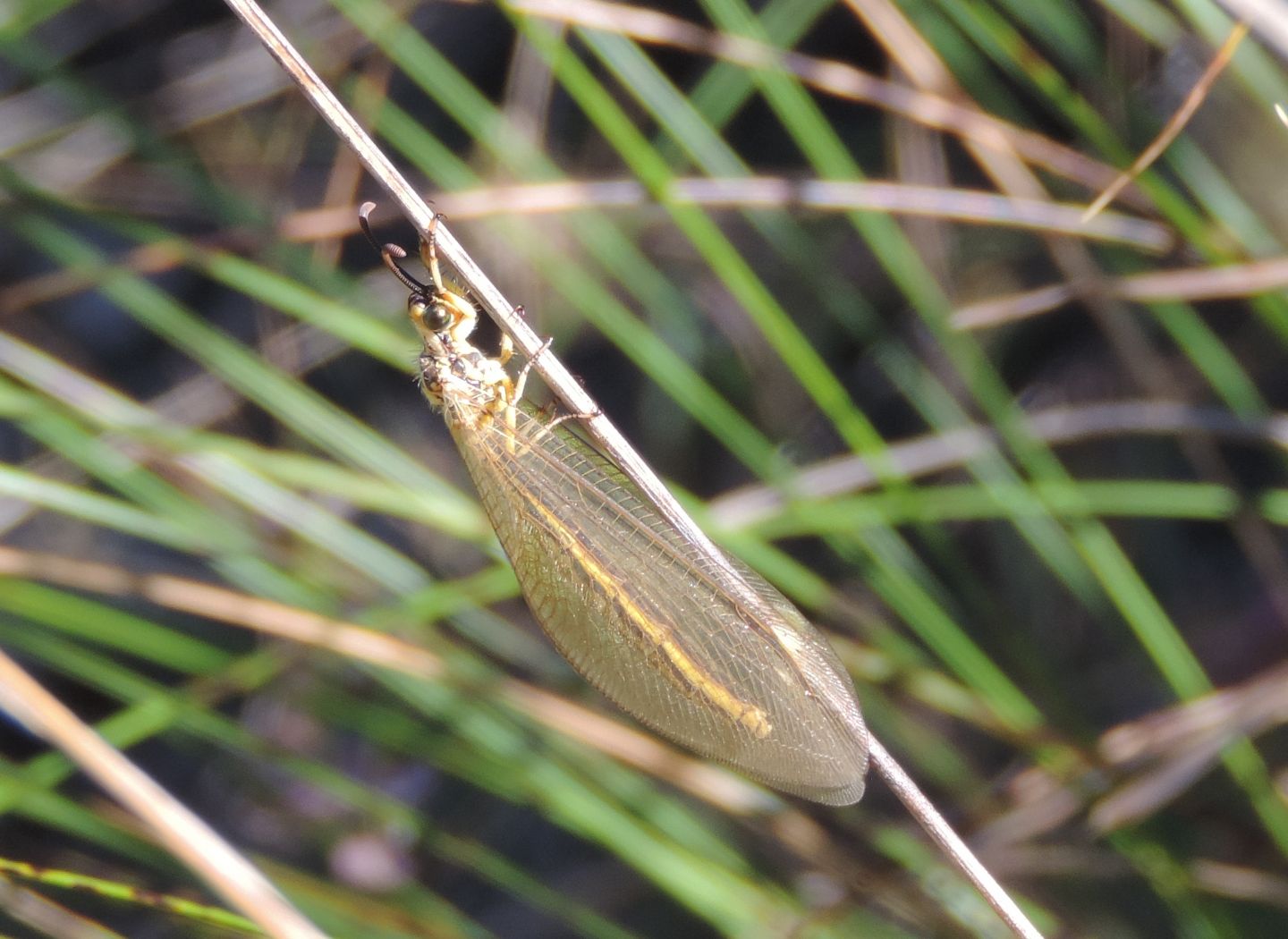 Myrmecaelurus trigrammus? S, femmina