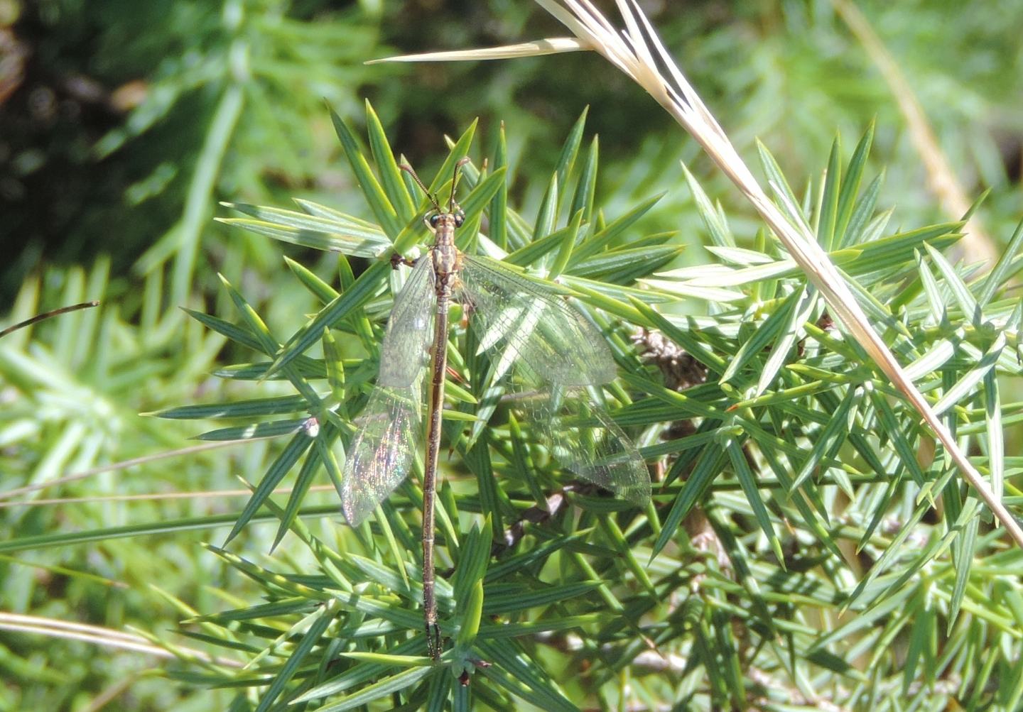 Macronemurus appendiculatus? S