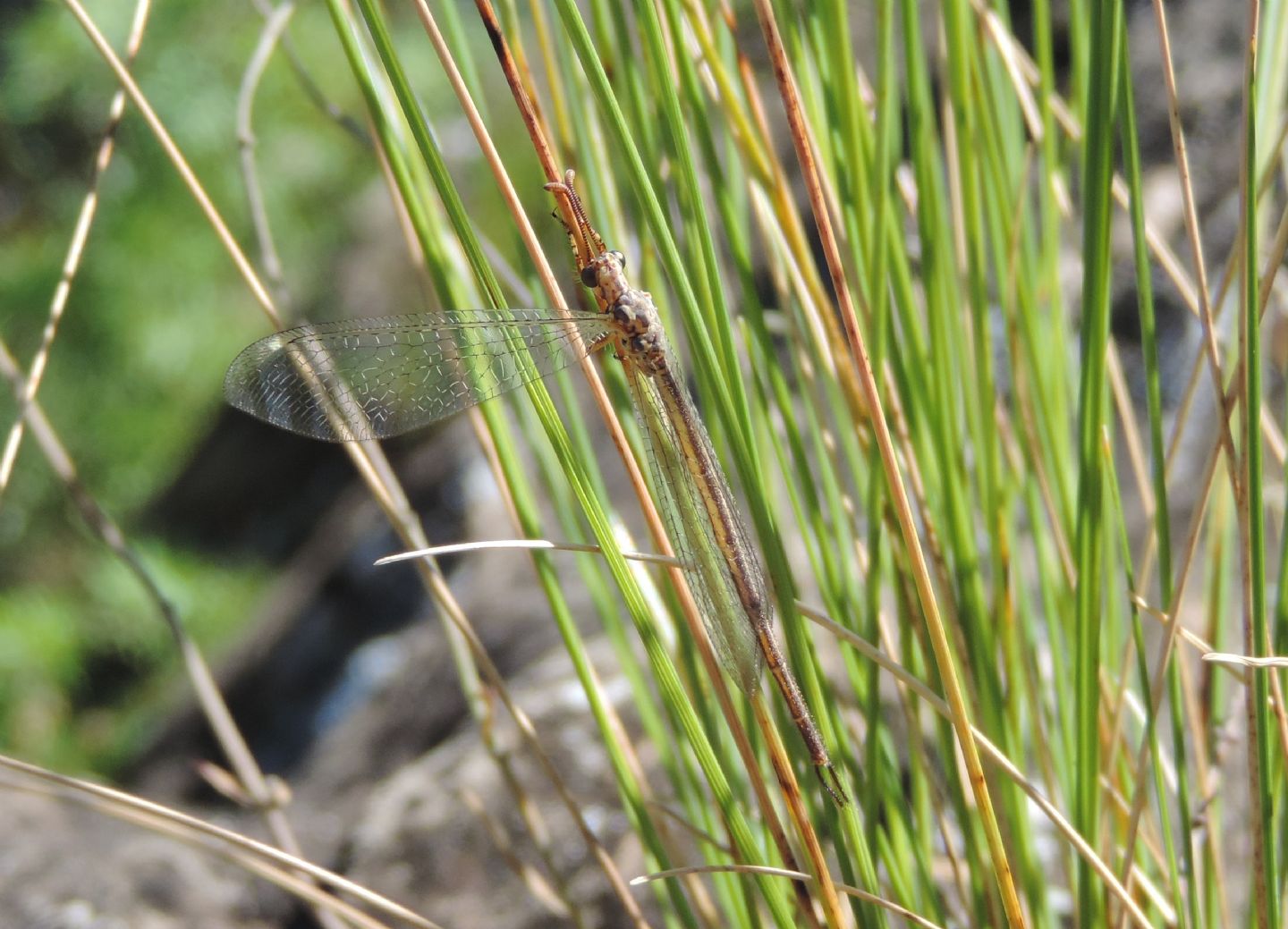 Macronemurus appendiculatus? S