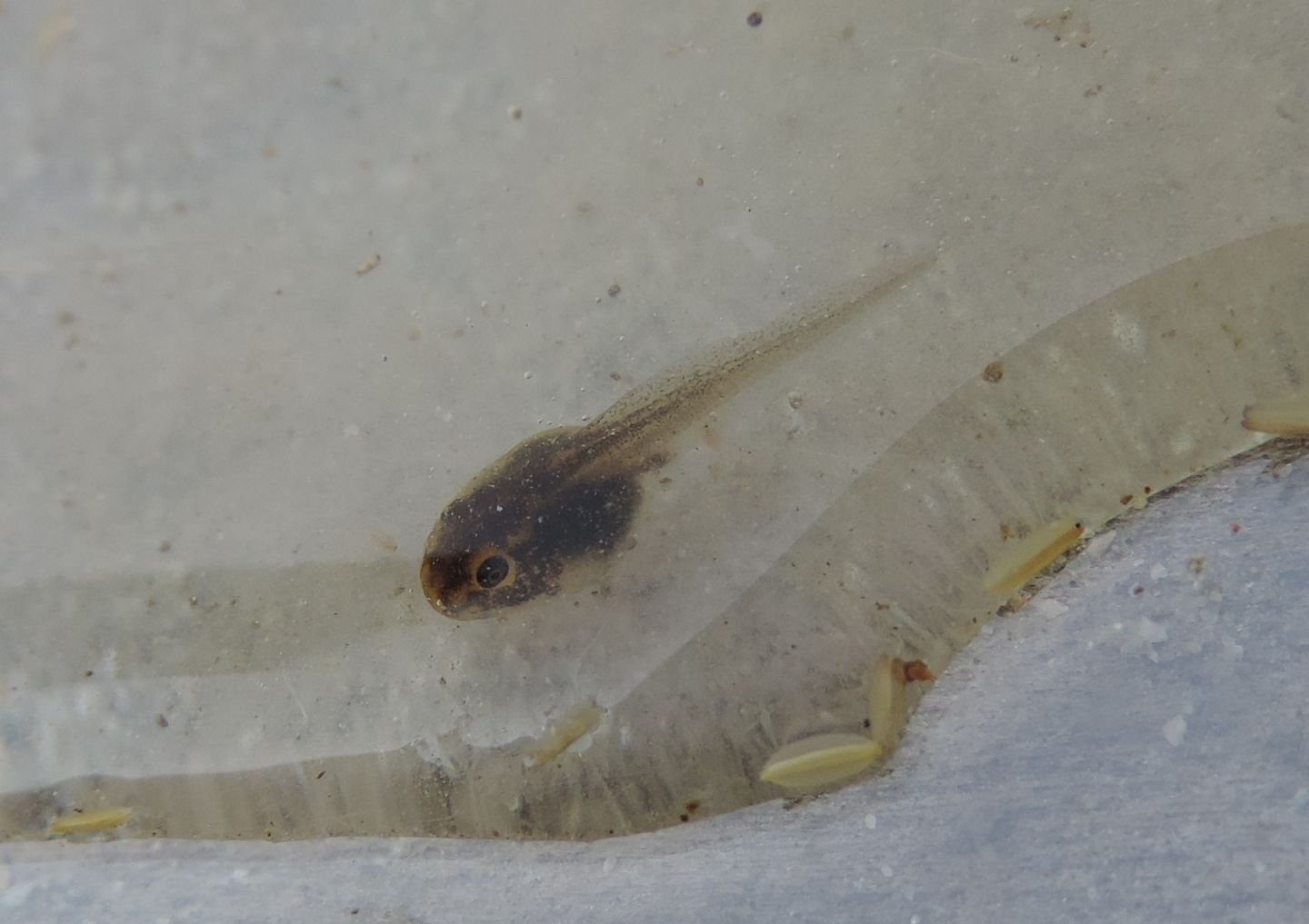 girino di Pelophylax?