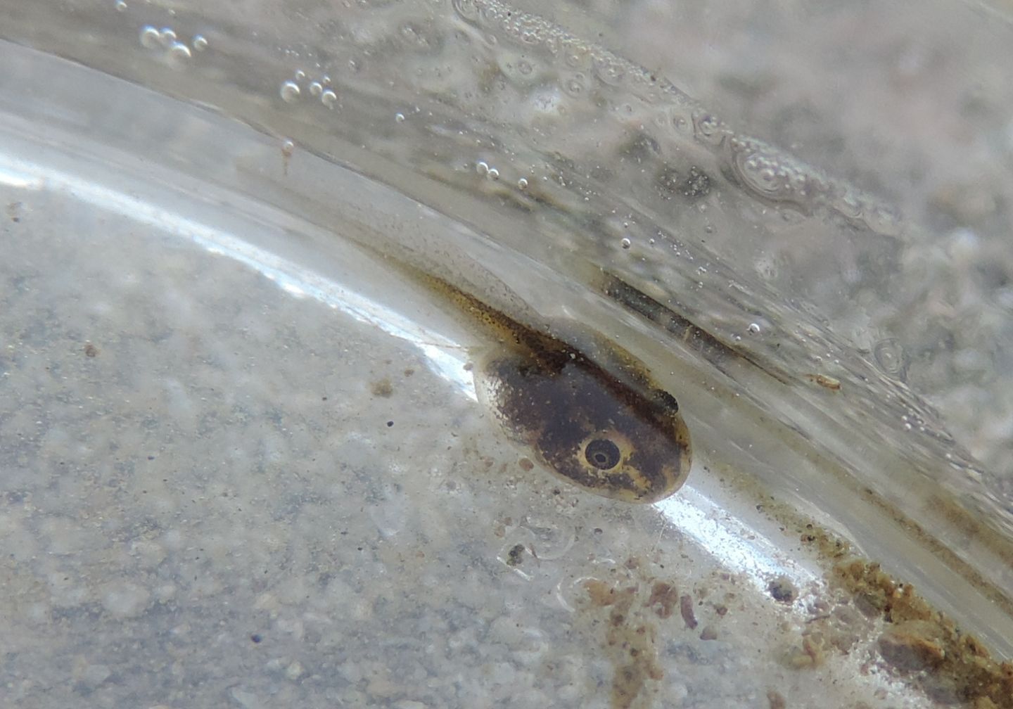 girino di Pelophylax?
