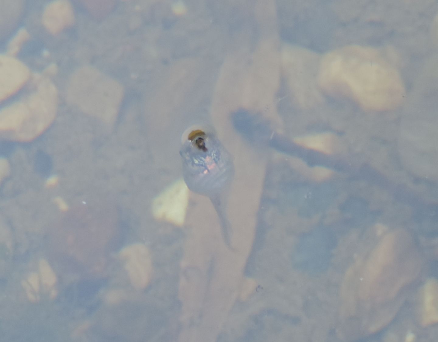 Girini sardi: cfr. Hyla sarda