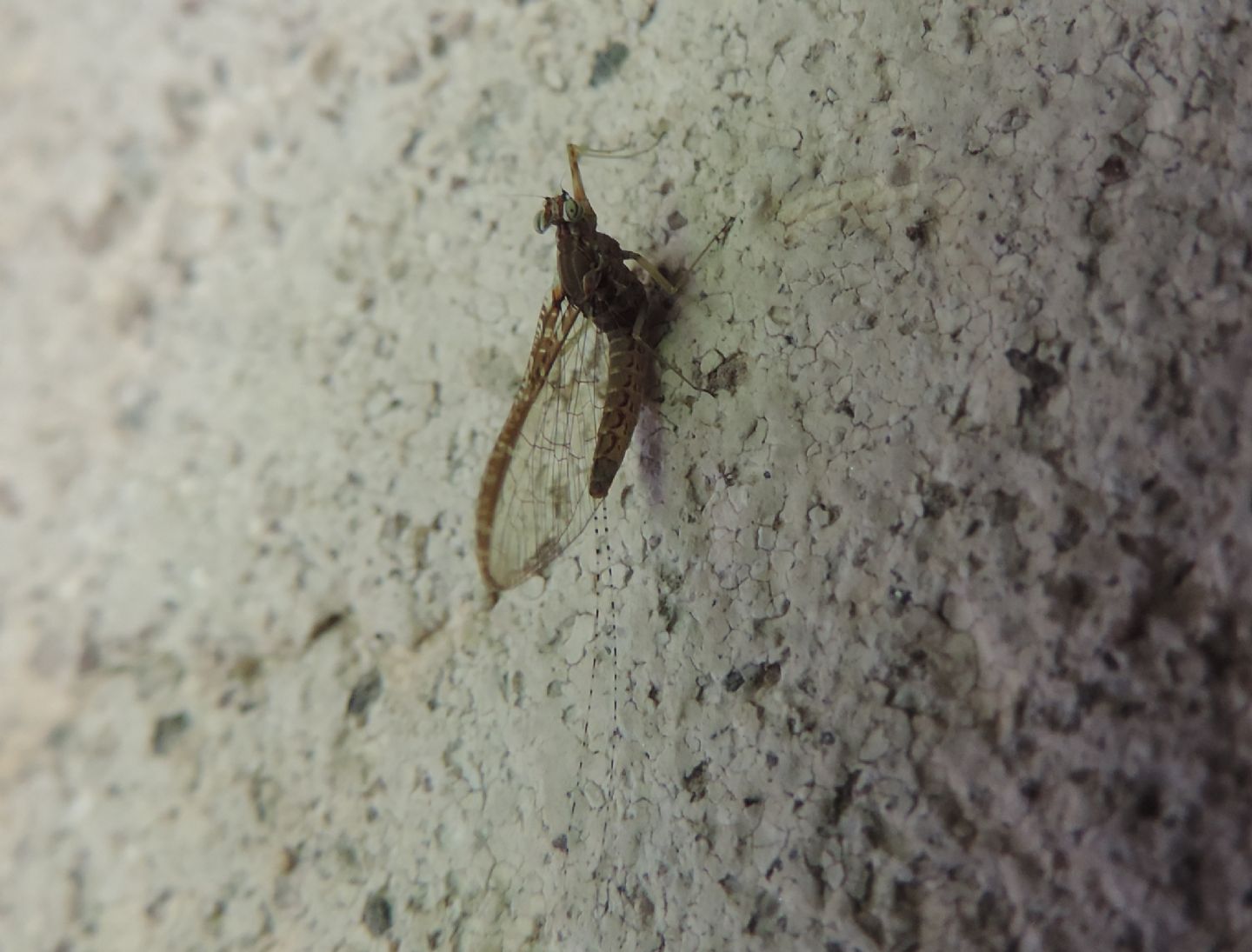 Cloeon cognatum? - S imago female