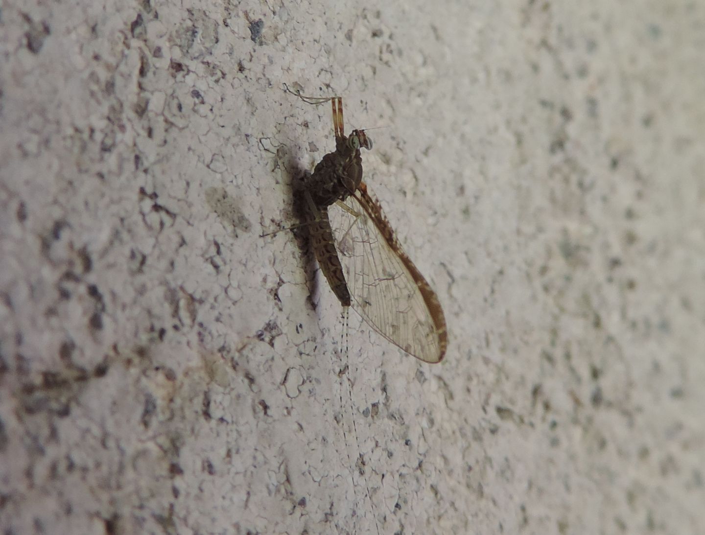 Cloeon cognatum? - S imago female