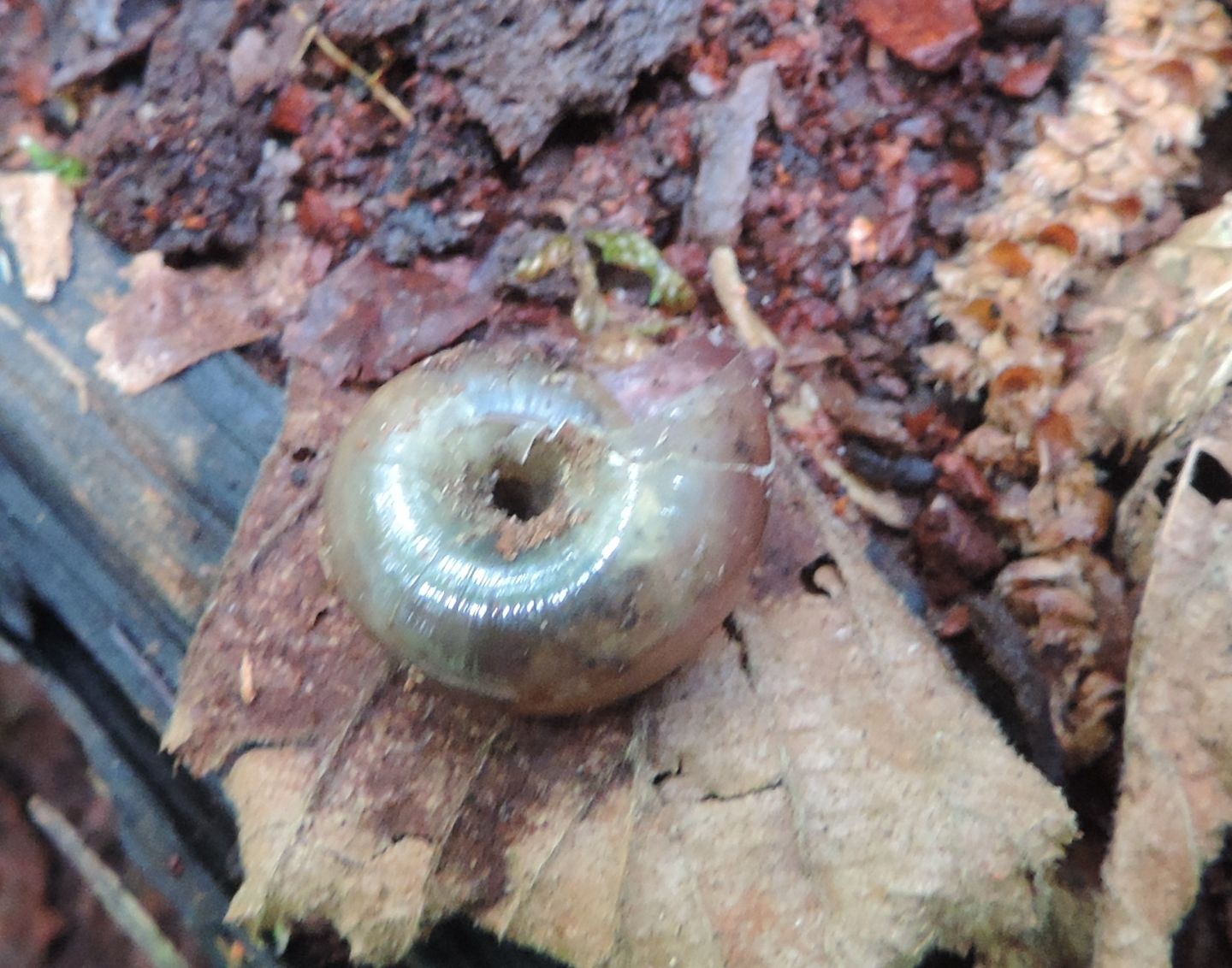 Chiocciola pavese da identificare