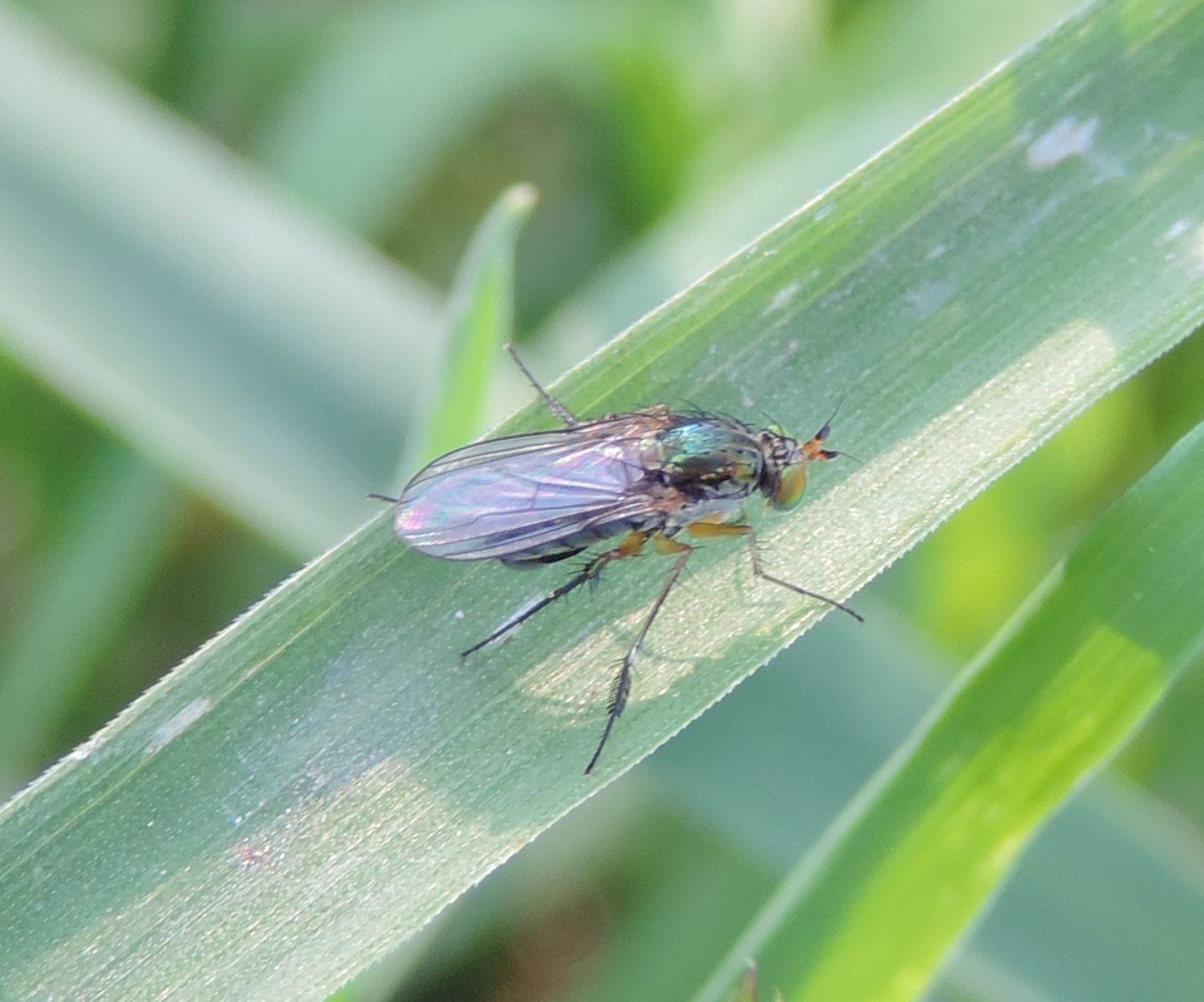Dolichopus plumipes?  S (cfr.)