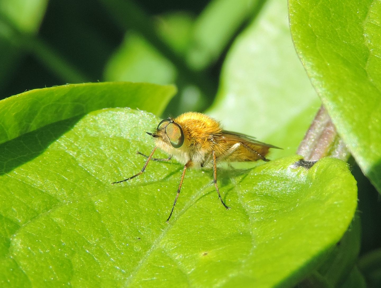 Tabanidae peloso?  No, Therevidae (cfr.) ,maschio