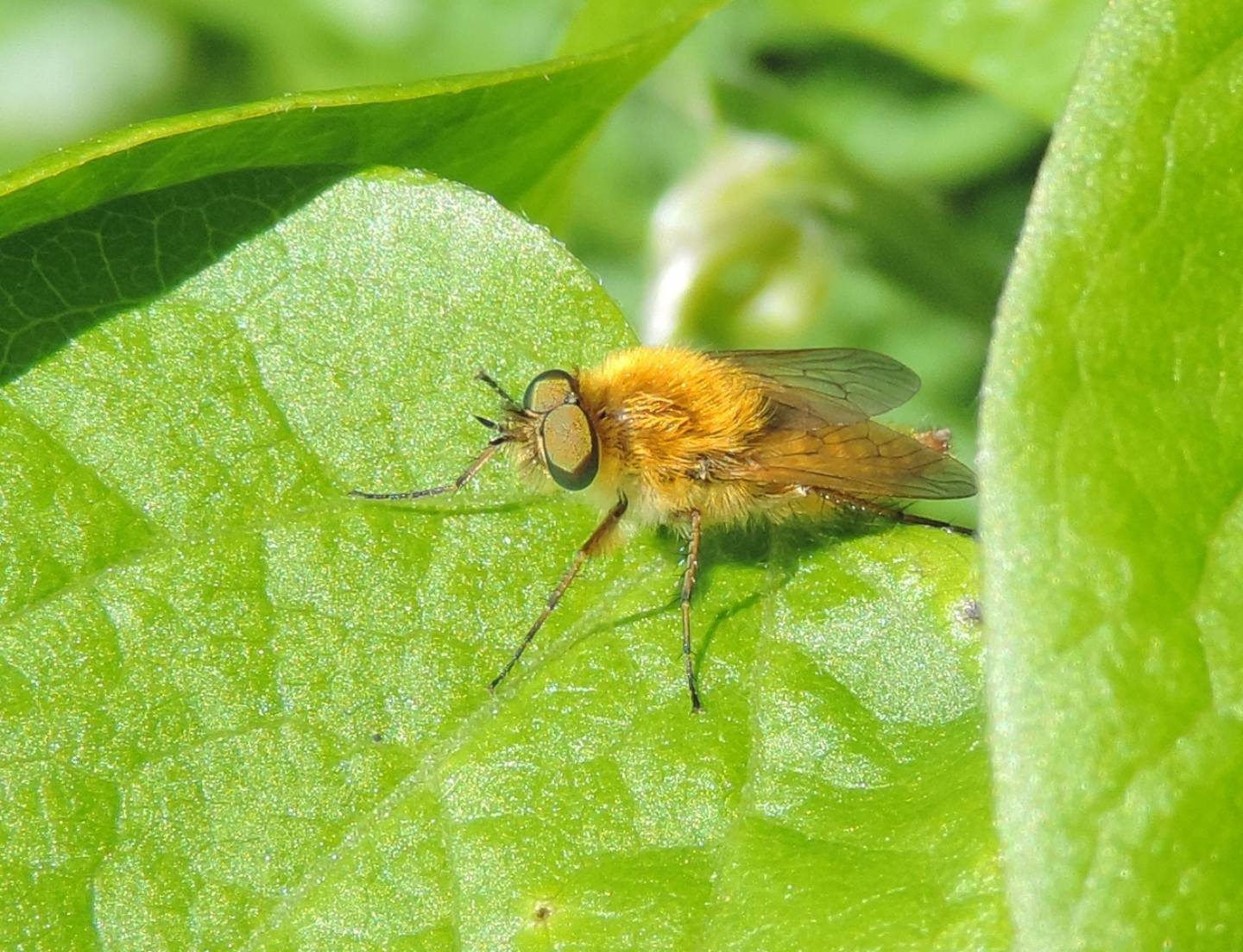 Tabanidae peloso?  No, Therevidae (cfr.) ,maschio