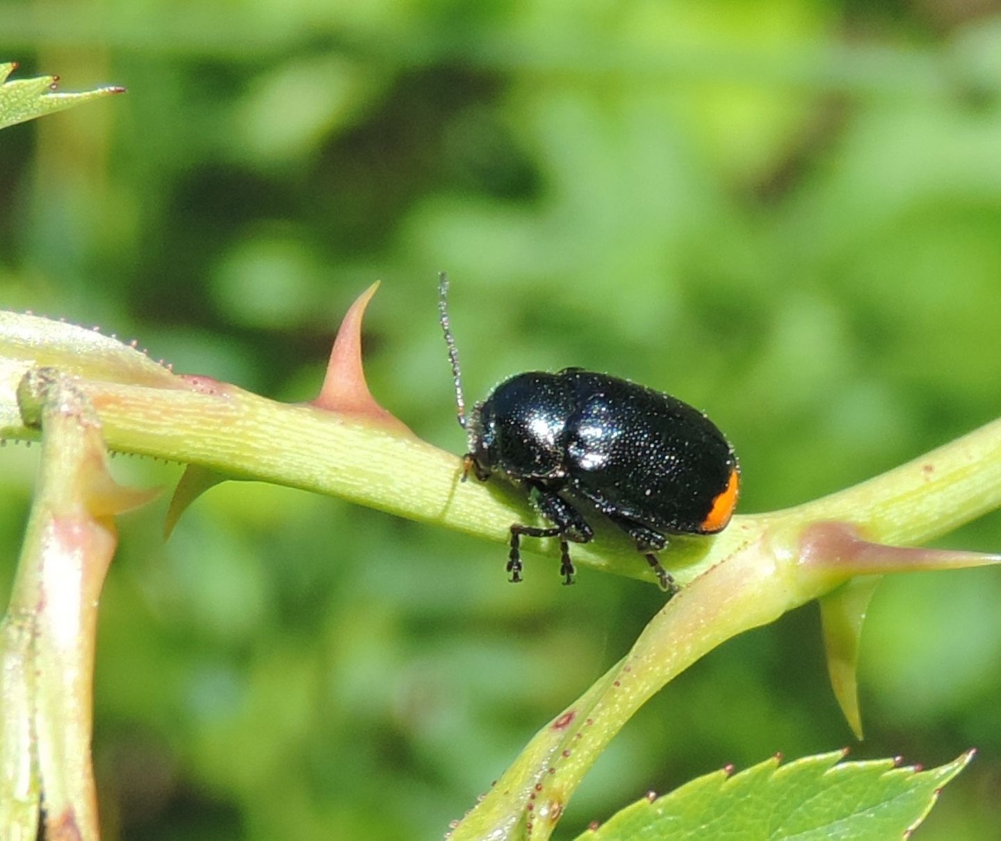 Cryptocephalus biguttatus? No, femmina di Cryptocephalus cyanipes